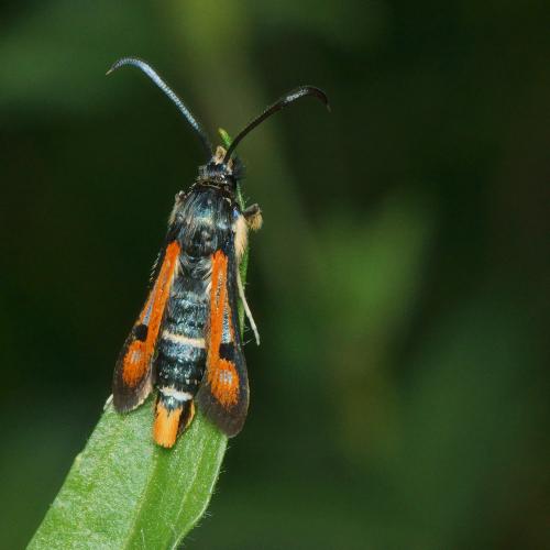 Réf. 283 279 : Pyropteron chrysidiformis